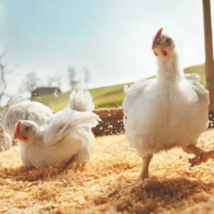 Geflügelhandel Massing